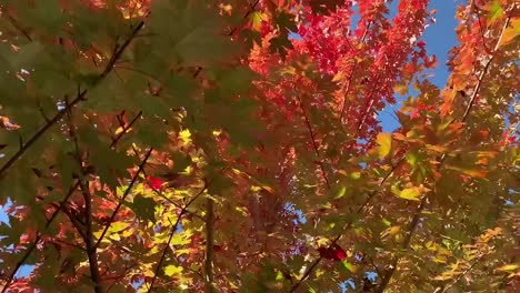 hd_colorful autumn stock footage video capturing light, colors, and motion