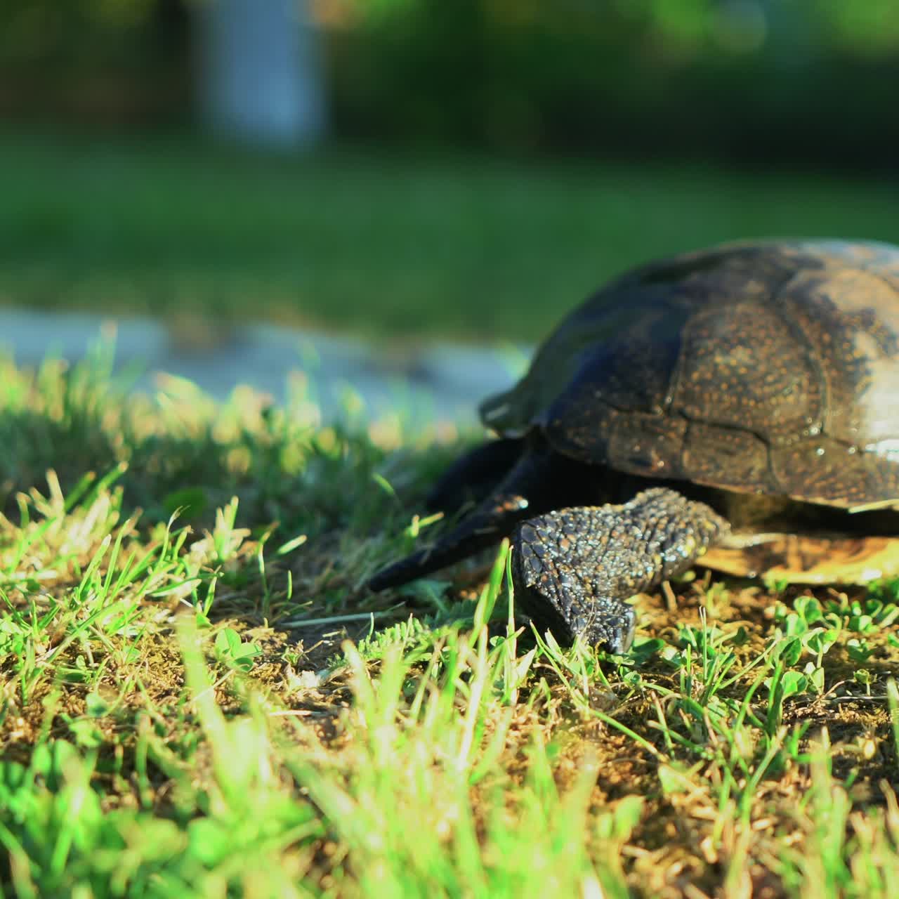 풀에서 는 거북이