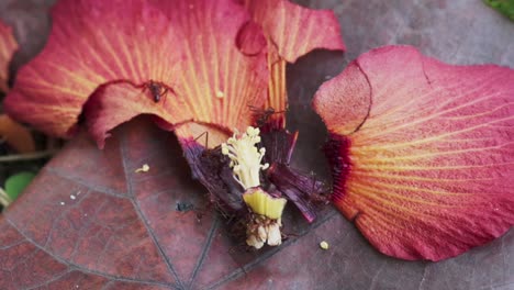 Garden-Ants-On-Fallen-Flower-Petals.-closeup-shot