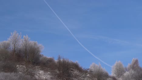 looking up at winter shrubs with airplane trail on blue sky