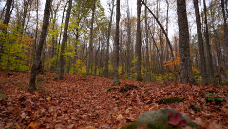 Tiro-Todavía-En-El-Bosque-De-Hojas-De-Arce-En-Otoño