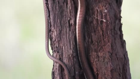 Serpiente-De-árbol-De-Espalda-De-Bronce-Común-Relajándose-En-La-Madera