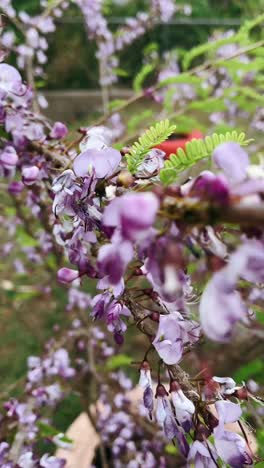 close-up of beautiful purple flowers