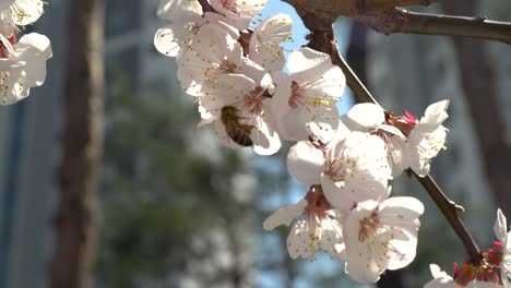 honey bee pollinating cherry blossoms in spring