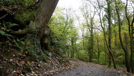 Colourful-October-season-lush-Autumn-forest-tree-roots-growing-next-to-woodland-pathway-right-dolly