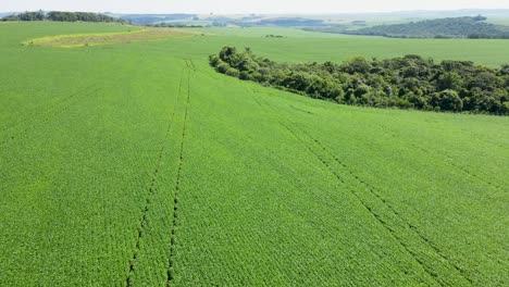extenso campo de soja verde, vista aérea