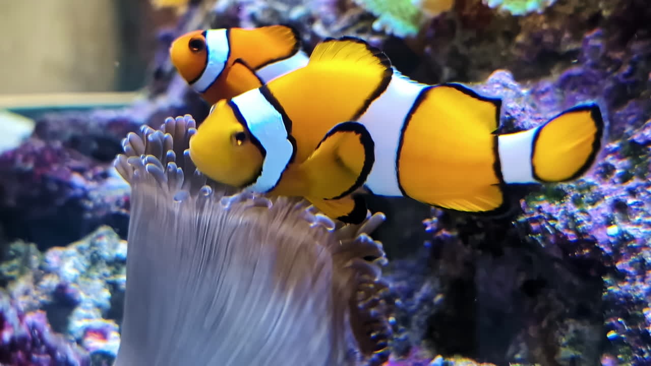 Due pesci pagliaccio luminosi nuotano con grazia in un vivace ambiente acquario, ripresi in primo piano, Riga, Lettonia