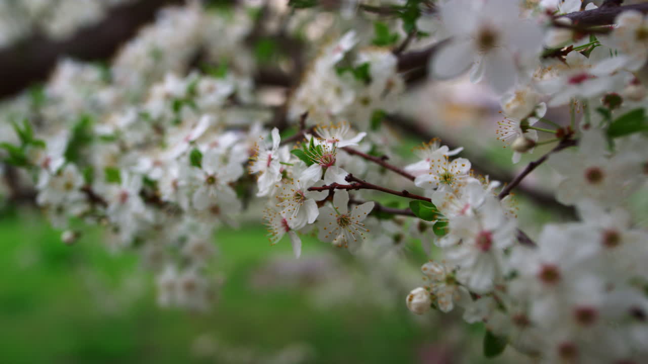 Sakura flowers blooming. Close up white flowers blossom on cherry tree
