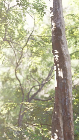 sunlight through the trees