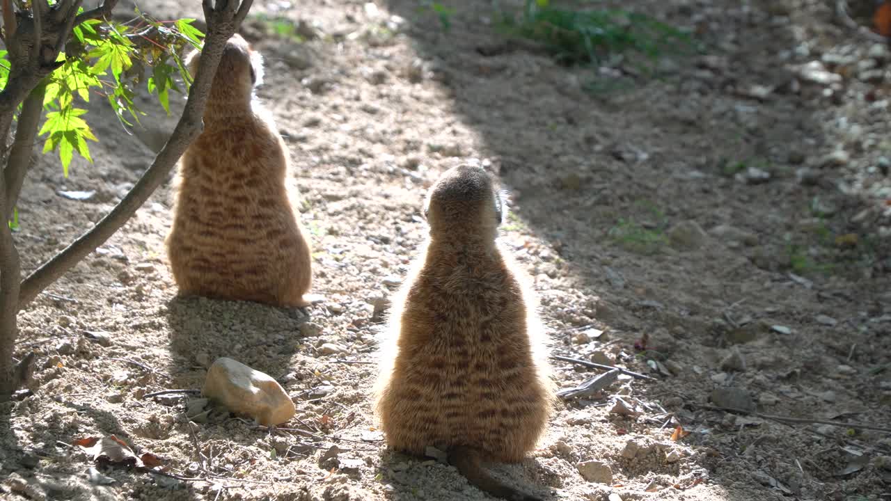 서울대공원 어린이 동물원을 둘러보는 석양의 면탑 타마린 미어캣
