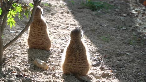 suricatas tití cabeciblanco al atardecer mirando alrededor del zoológico infantil del gran parque de seúl