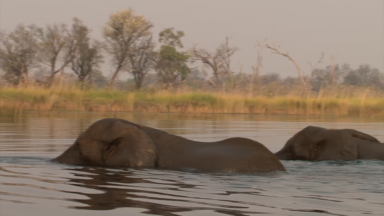 Two male African elephants swim, water gets shallower, start to walk, still using trunks as snorkels, dry reed and trees in background