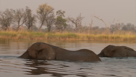 two male african elephants swim, water gets shallower, start to walk, still using trunks as snorkels, dry reed and trees in background
