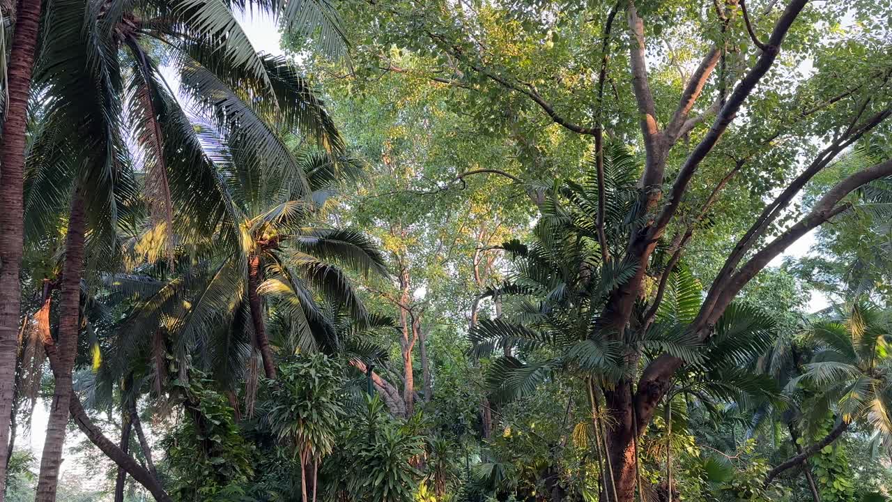 Walking through lush tropical forest path with green palm trees and dense jungle vegetation