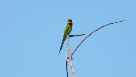 el abejaruco de cola azul merops philippinus visto con la boca abierta mirando a su alrededor con un fantástico cielo azul, tailandia