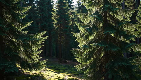 forest sunlight and moss