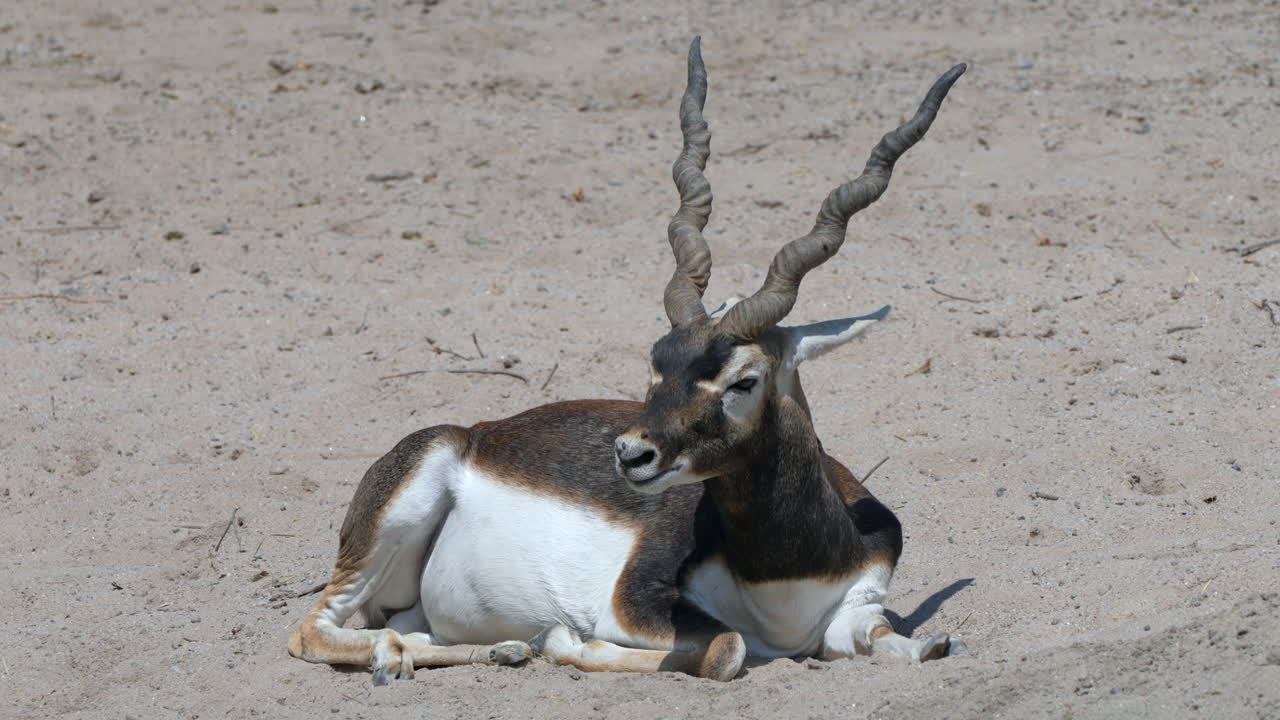 Majestic Indian Antelope or Antilope Cervicapra chewing and lying in sand during sunny day
