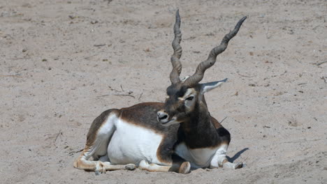 majestic indian antelope or antilope cervicapra chewing and lying in sand during sunny day