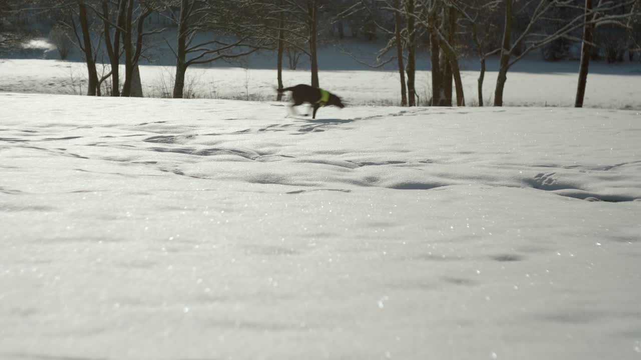 나무가 낮은 들판에서 눈 위를 행복하고 빠르게 달리는 개
