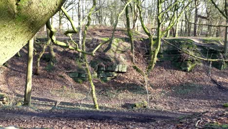 Mossy-woodland-forest-tree-path,-Dolly-behind-tree-trunk-slow-dolly-left