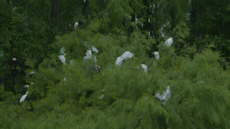 Wood-storks-in-trees-in-eastern-north-carolina