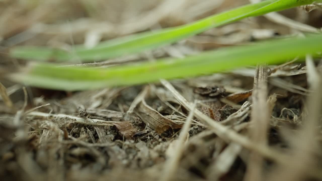 Black garden ant climbs over moss covered grass blades in high detail macro slow motion