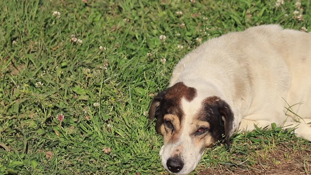 un perro acostado en la hierba en un día soleado, descansando y disfrutando al aire libre, destacando el concepto de relajación y naturaleza