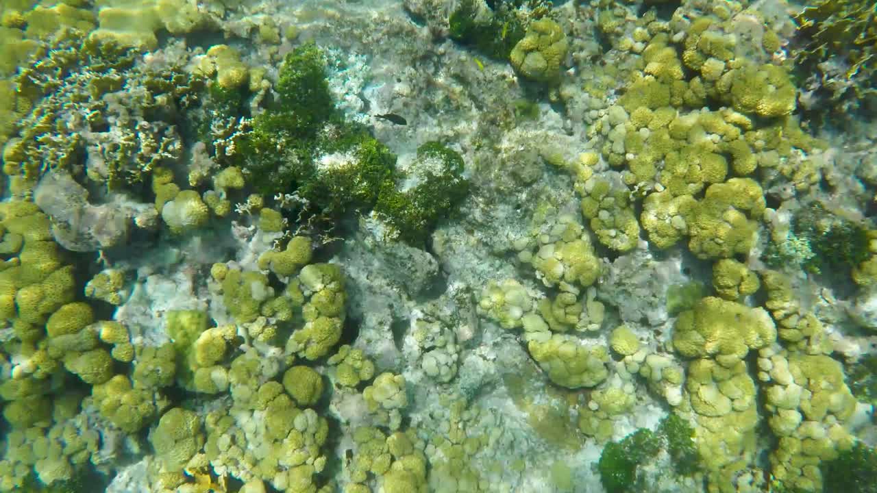 arrecife de coral submarino mar caribe pista vida marina saludable, los roques
