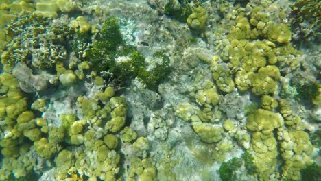 arrecife de coral submarino mar caribe pista vida marina saludable, los roques