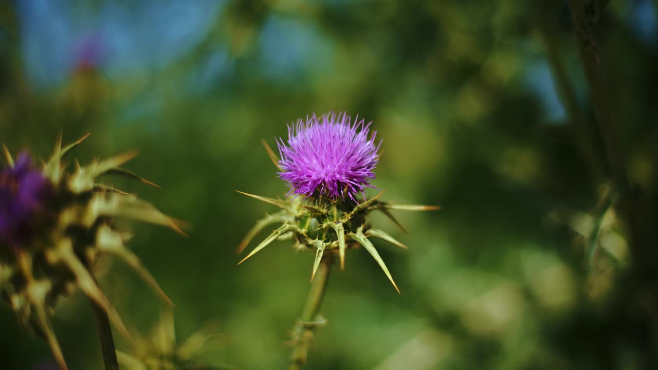 flor de alcachofa de cardo violeta púrpura vibrante con bokeh desenfocado de fondo