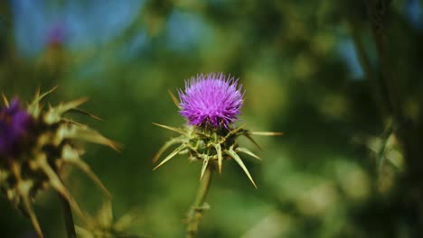 vibrant purple violet thistle artichoke blossom flower with background blur bokeh