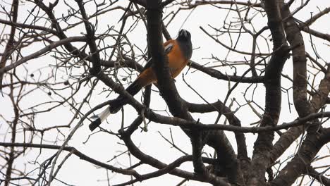 Rufous-Treepie-In-Treee-Chillen.