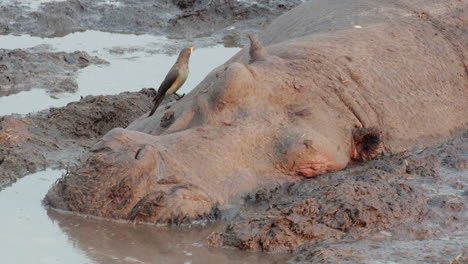 motionless hippo in mud facing camera, yellow-billed oxpecker hop away, medium close shot