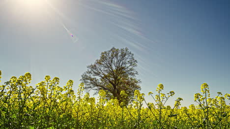 Zeitraffer-Der-Bewegung-Von-Raps-Im-Wind,-Während-Die-Helle-Sonne-Nach-Oben-Wandert