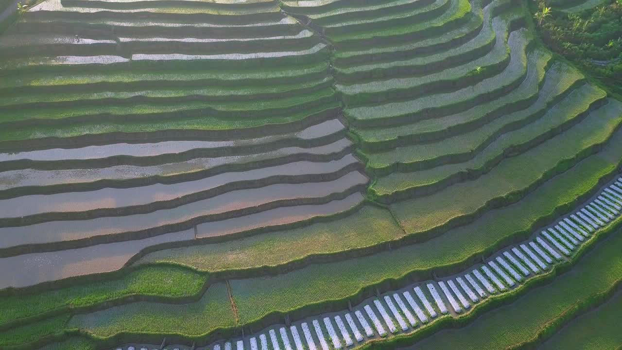 toma lenta de un dron de un campo de arroz verde inundado en terrazas que sembró con una pequeña planta de arroz joven por la mañana