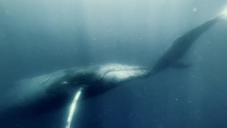 magníficas ballenas jorobadas nadando tranquilamente bajo el agua - toma submarina