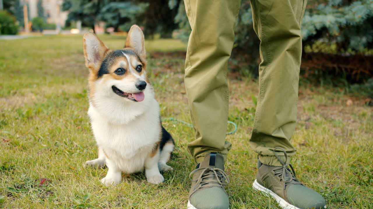 Corgi in the park with a person