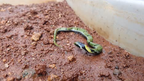 The-Indian-grass-snake-or-Green-keelback-,-is-a-non-venomous-species-of-snake,-with-its-beautiful-patterned-skin,-found-in-parts-of-Asia---known-as-Gavtya-snake-in-most-parts-of-India