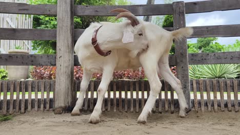 white goat scratching itself by wooden fence