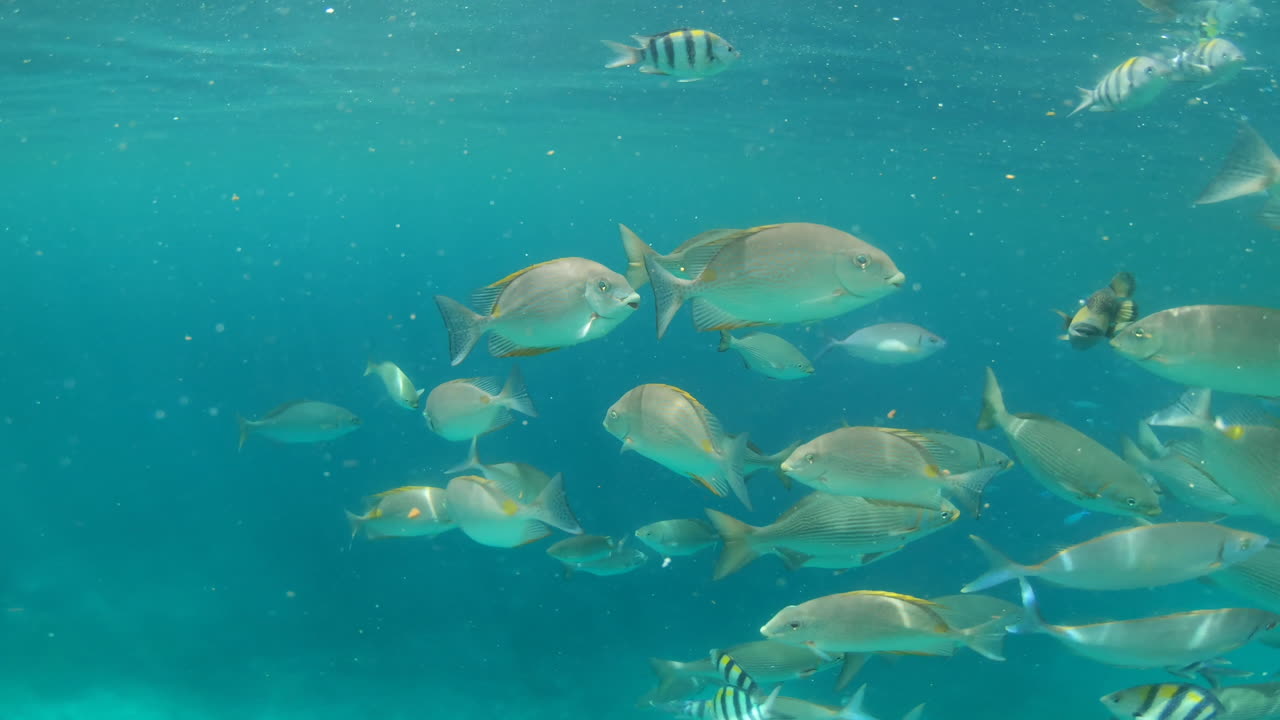 해양생물의 다양성