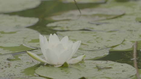 white water lily in a pond