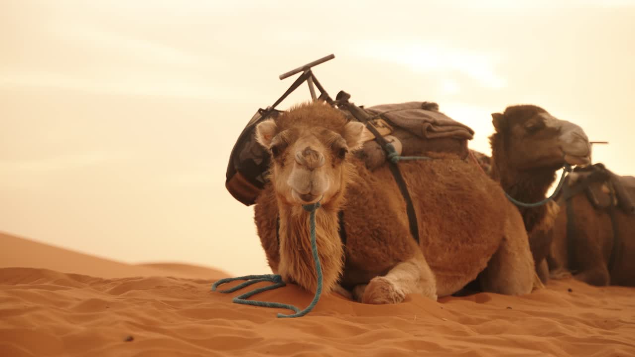 Two camels rest on the warm golden sands of the Sahara desert in Morocco
