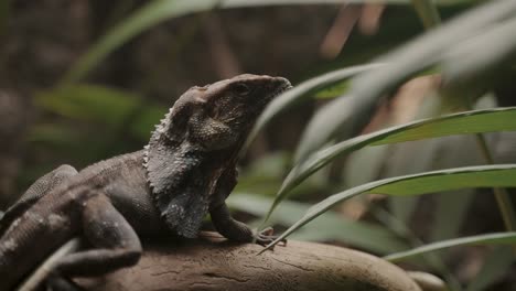 El-Lagarto-Con-Volantes-En-El-Paisaje-Del-Bosque-Salvaje