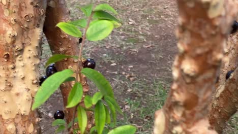 ripe jabuticabas hanging on a tree trunk