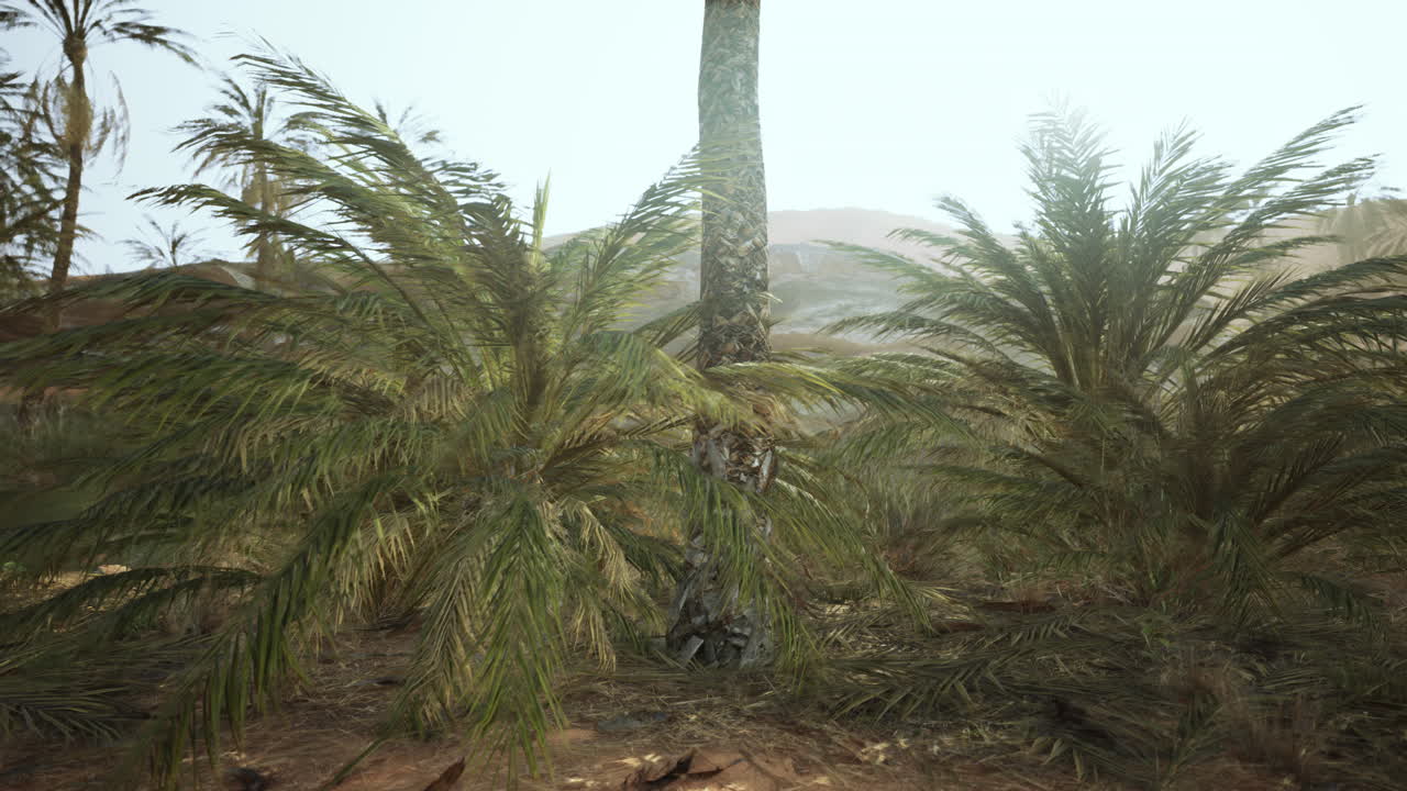 Il rendering 3D di albero di foglie di palma che guarda ad una scena di deserto