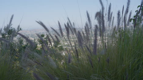 stationary shot of a lavender wildflowers blowing in the wind with mountains in the background on a sunny summer day located in the hollywood hills southern california