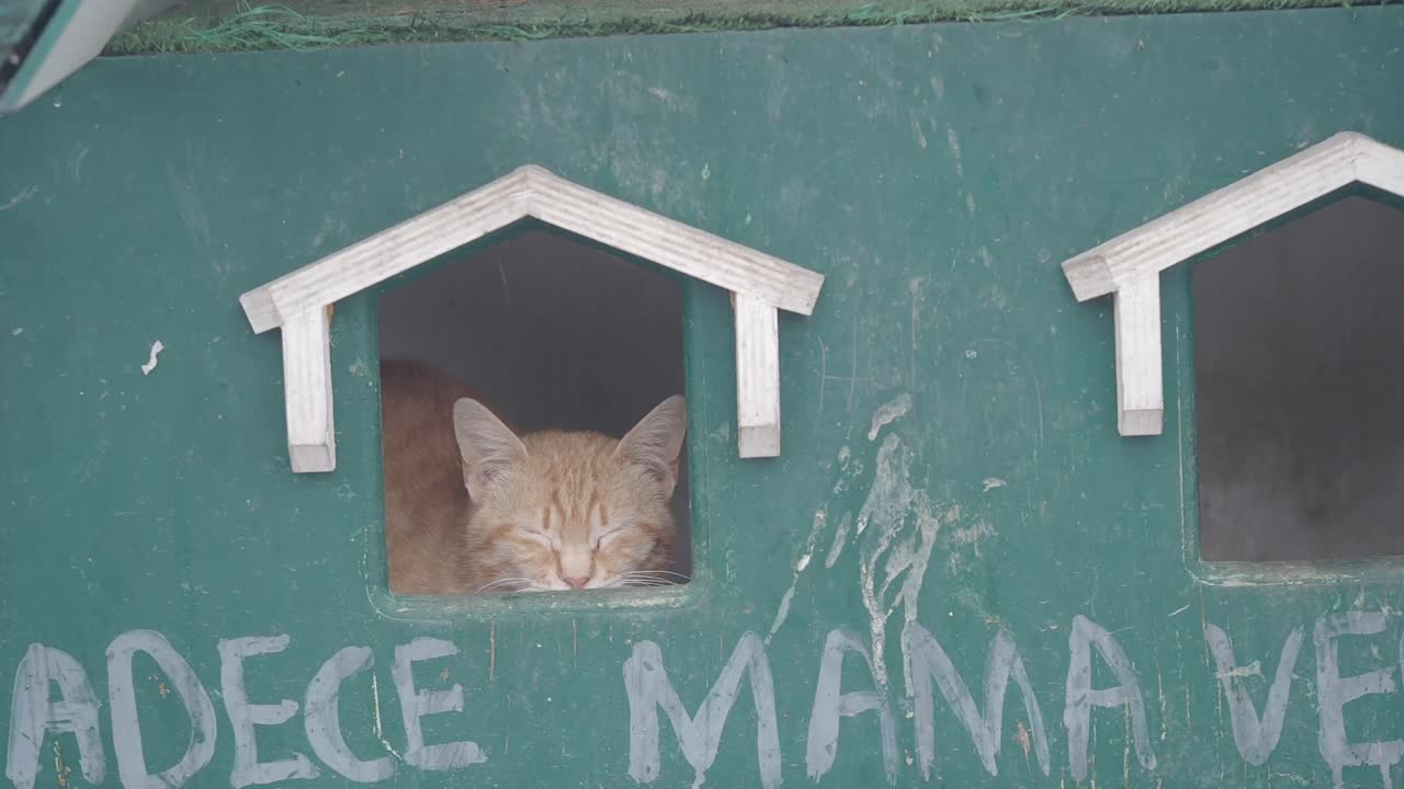 Orange cat sleeping in a wooden birdhouse