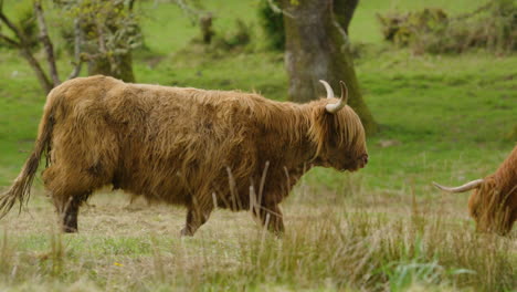 herd of scottish highland cows in pasture scenery - slomo track