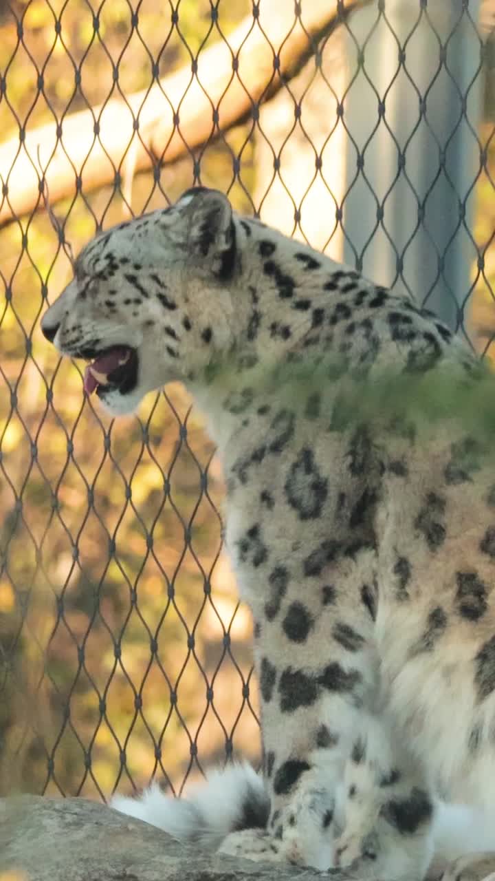 A snow leopard rests and observes its surroundings in a naturalistic zoo enclosure with warm lighting