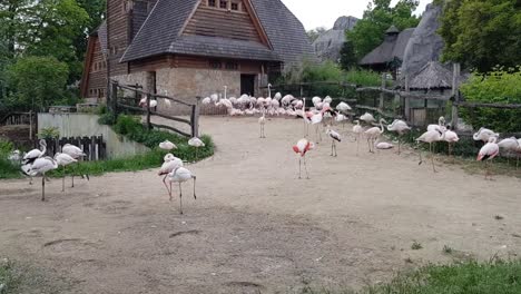 baby and adult flamingos on a summer day